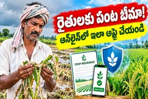 PMFBY Crop Insurance Scheme: రైతులకు పంట బీమా - ప్రీమియం ఎంత? ఆన్లైన్లో ఎలా అప్లై చేయాలి?