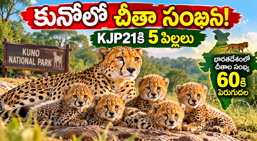 కునోలో చిరుతల సందడి! KJP21కి 5 పిల్లలు; భారత్లో చిరుతల సంఖ్య 60కి చేరింది